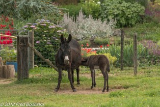 "Donkey mother and daughter" (in explore)