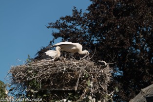 "Stork Chicks on the nest"