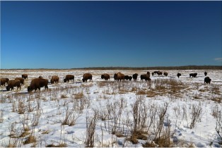 Buffalo Herd, Elk Island Park