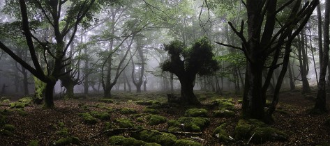 CAPRICHOS DE LA LUZ
