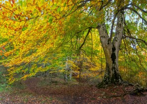 OTOÑO
