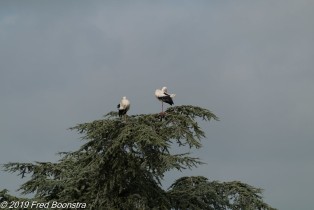 "high in the tree"