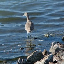 let the willet wade