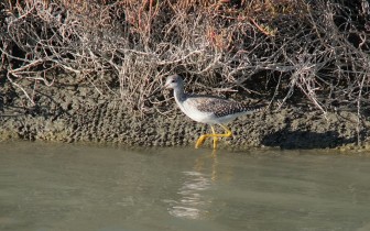 greater yellowlegs bird