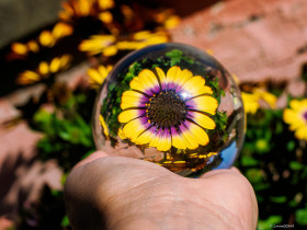 Daisy Flower Lensball