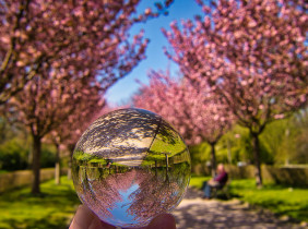 Die Kirschblütenallee (on Explore ⭐ May 1, 2021)