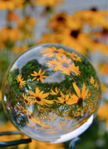 Black-eyed Susan