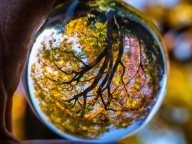 Liquidambar in the Lensball
