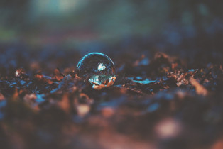 The Dreamer in the Leaves