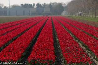 "Spring in The Netherlands"