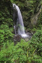 SELVA ESPESA