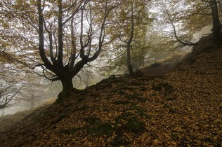OCRE OTOÑAL