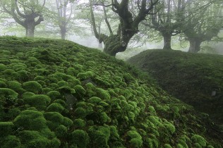 BURBUJAS VERDES III