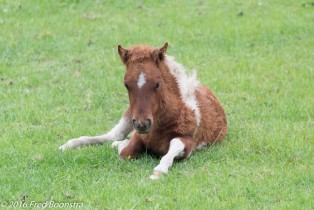 IMG_0611