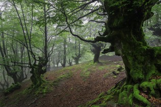 QUIETUD EN EL BOSQUE