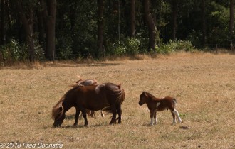 "Mother and Youngster in the meadow"